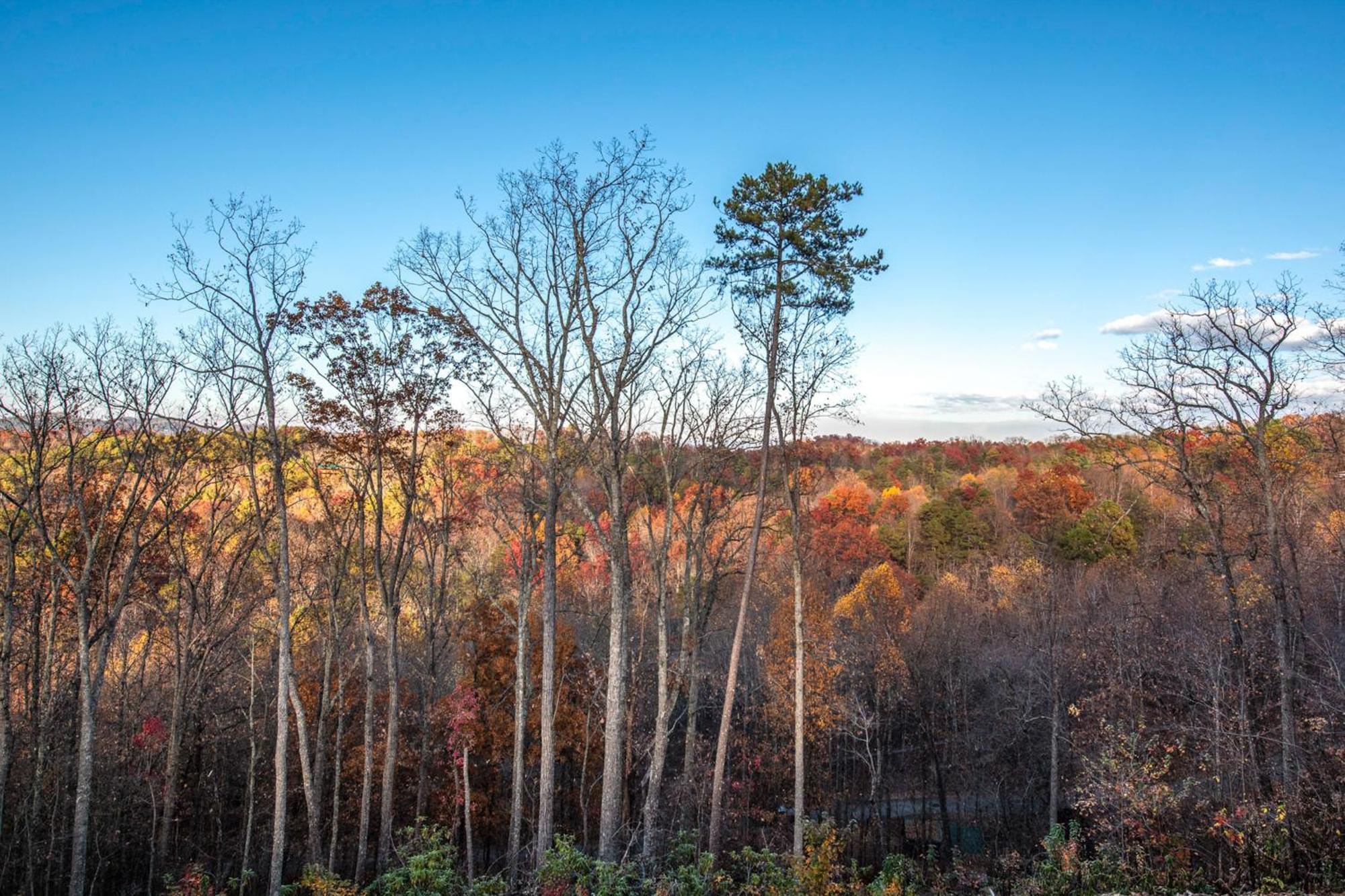 הוילה סביירוויל The Treetop Sanctuary מראה חיצוני תמונה